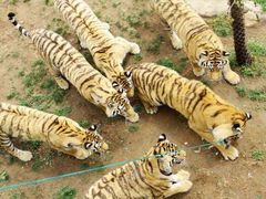 -西霞口神雕山野生动物世界