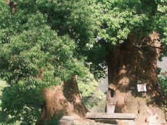 -杨家堂村