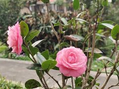 -中国科学院华南植物园