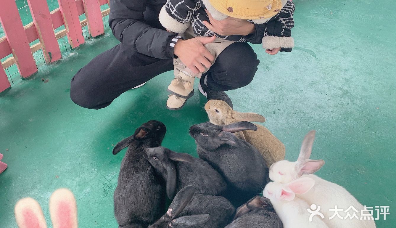 双流松鼠🐿️部落森林乐园 看小动物来这里准没错！