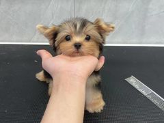 -萌宠之家·腊肠犬·马尔泰·小体犬舍