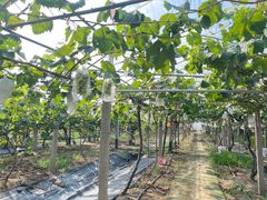 -马陆小张葡萄园农家乐