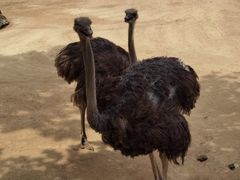 -西霞口神雕山野生动物世界