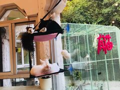 -有猫主题·治愈系猫咖(曾厝垵店)