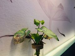 -红小满休闲餐厅(十全街店)