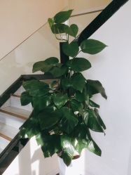 -苗医生草本科技祛痘