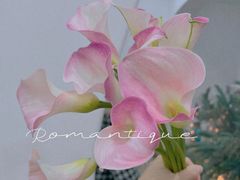 -Flower in(密渡桥店)
