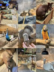 -Zoolung Zoolung动物主题公园(海信广场店)