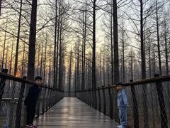 -黄海国家森林公园