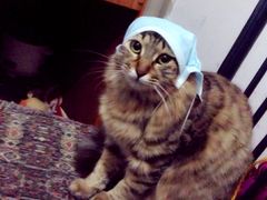 -动物缘宠物医院·骨科·猫科(西二环店)