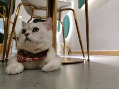 -飞行喵MR PILOT|猫舍·猫咖(静安大融城店)