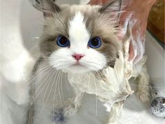 -爱洗澡的猫(天河路店)