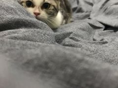 -创凡宠物医院·骨专科  猫科中心(西乡分院)