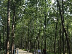 -合肥滨湖国家森林公园