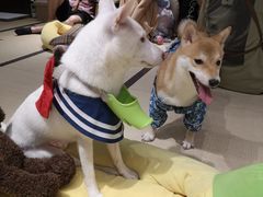 -逗柴咖啡屋·狗咖猫咖宠物桌游