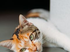 -Again Coffee Roaster(香蜜湖店)