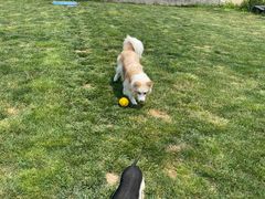 -趣玩宠物乐园寄养训犬训狗游泳池
