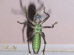 -上海昆虫博物馆