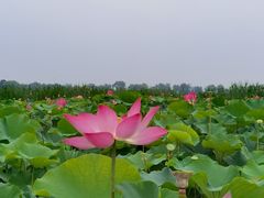 -西青郊野公园