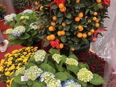 -爱雍·乌节