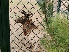 -北京麋鹿生态实验中心