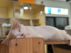 -平行世界·猫咖(首经贸店)