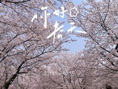 -顾村公园