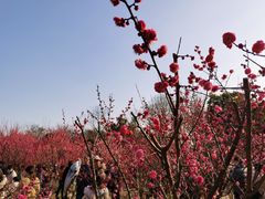 -蜀冈西峰生态公园