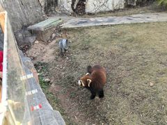 -灵玲国际马戏城