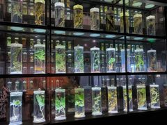 -广东中医药博物馆