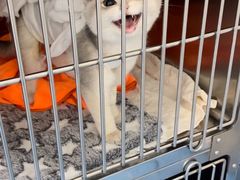 -创凡宠物医院·骨专科  猫科中心(西乡分院)