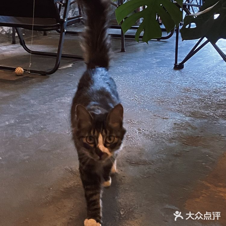 走成华大道，去喝一杯好喝又便宜的社区咖啡