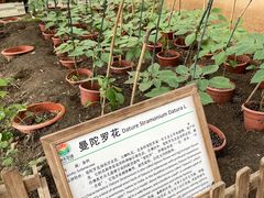 -上海都市菜园