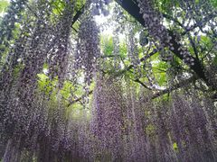 -嘉定紫藤园