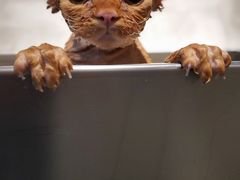 -PETKIT 小佩宠物·低压洗护·美容·寄养(安远店)