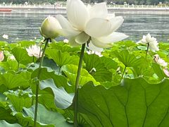 -莲花池公园