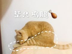 -爱诺动物医院(崂山店)