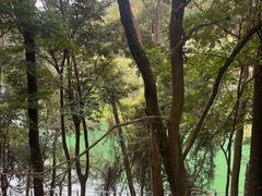 -广州市流溪河国家森林公园