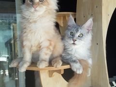 -十年猫舍·猫咪专门店(普陀店)