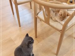 -猫咪派对(江南西店)
