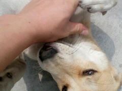 -创凡宠物医院·骨专科  猫科中心(西乡分院)