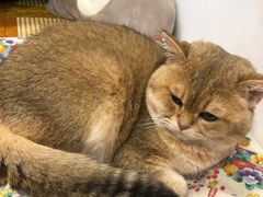 -柴迷FANS CLUB·柴犬狗咖·猫咖
