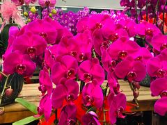 -双季花艺园艺市场(浦东店)