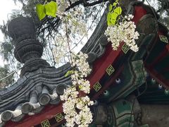 -京城小江南·北京烤鸭·江南土菜·白鱼(中关村店)