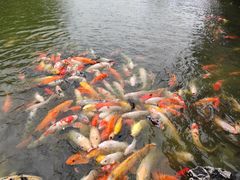 -珠海圆明新园