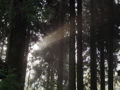 -武陵山森林公园