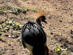 -深圳野生动物园