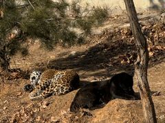 -石家庄市动物园