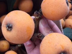 -塘栖枇杷特色园区