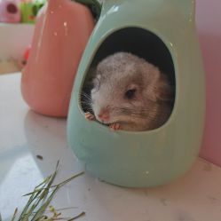 -Moni星球萌宠·小马宝莉·灵蛇·高端高阶全萌宠互动体验俱乐部(红豆国际广场店)